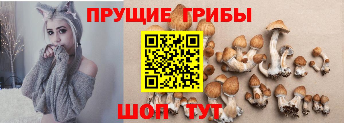 Галлюциногенные грибы Psilocybine cubensis Миллерово